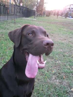 Ofer pt. monta mascul de Labrador Retriever CIOCOLATIU