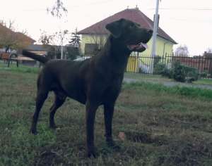 Ofer pt. monta mascul de Labrador Retriever CIOCOLATIU