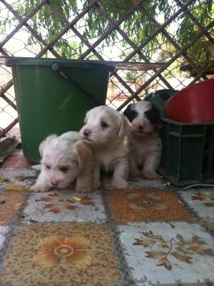 Bichon Havanez