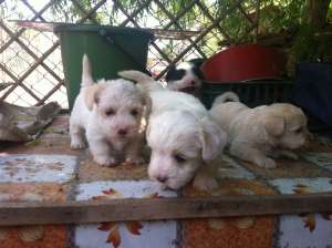Bichon Havanez