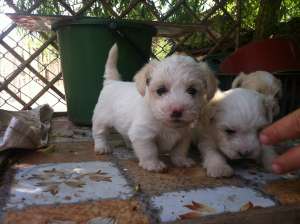 Bichon Havanez