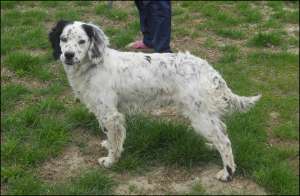 Vand Setter Englez dresat