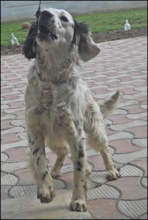 Vand Setter Englez dresat