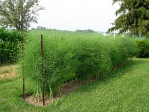 VAND SEMINTE DE SPARANGHEL (asparagus)