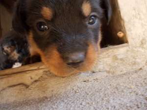 catei rottwailer