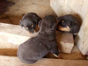 catei rottwailer