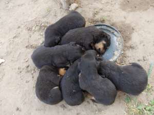 catei rottwailer