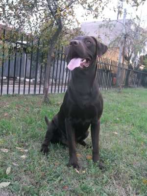 Ofer pt. monta mascul  Labrador Retriever CIOCOLATIU