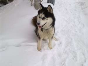 mascul husky