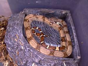 Boa Constrictor