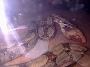 Boa Constrictor