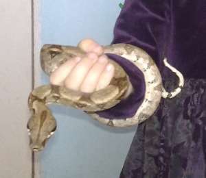 Boa Constrictor