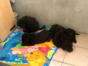 vand urgent 4 catei din rasa pulli