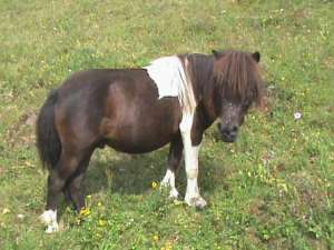 Ponei