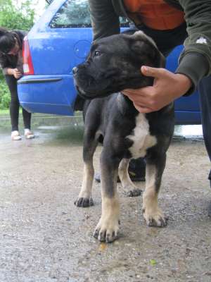 cane corso