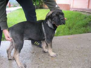 cane corso