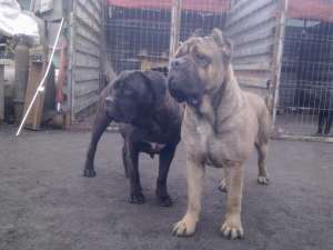 cane corso