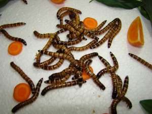 VAND INSECTE - hrana vie pentru pasari exotice
