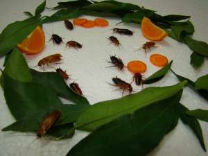 VAND INSECTE - hrana vie pentru pasari exotice