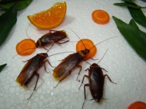 VAND INSECTE - hrana vie pentru pasari exotice