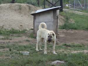 de vinzare catea kangal 6luni