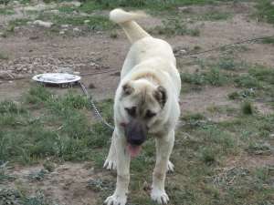 de vinzare catea kangal 6luni