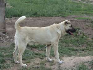de vinzare catea kangal 6luni