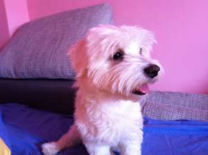 OFER MASCUL BICHON MALTEZ PENTRU IMPERECHERE