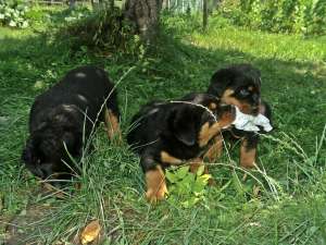 Pui Rottweiler din parinti cu pedigree