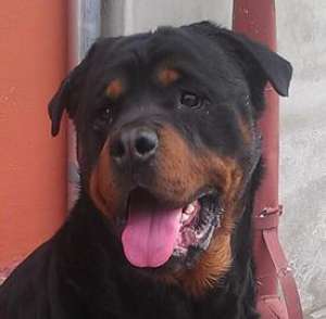 Pui Rottweiler din parinti cu pedigree