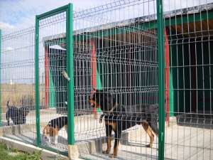 cazare caini in timisoara