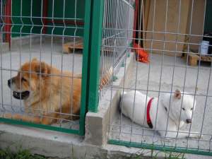 cazare caini in timisoara