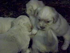 bichon maltez