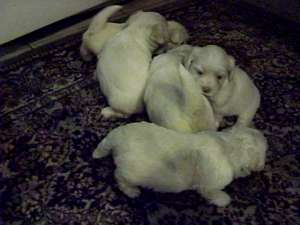 bichon maltez