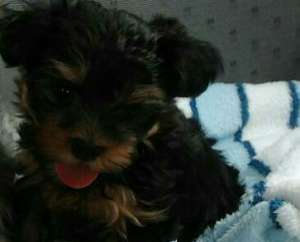 VAND YORKSHIRE TERRIER