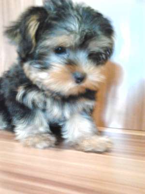 VAND YORKSHIRE TERRIER