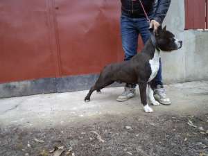 vand pui amstaff