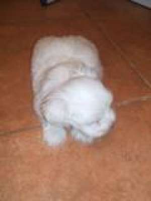 vand catei bichon maltez