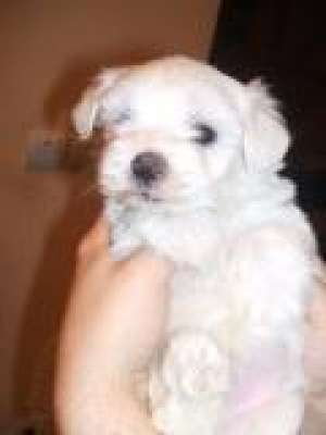 vand catei bichon maltez