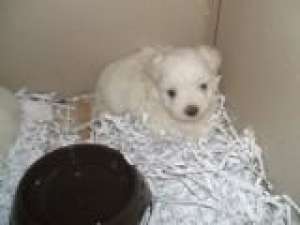 vand catei bichon maltez