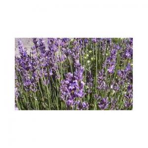 Butasi lavanda angustifolia