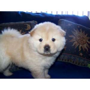 Donez Pui Chow Chow 2, 5 Luni (snow)