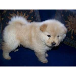 Donez Pui Chow Chow 2, 5 Luni (snow)