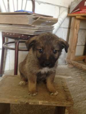 Ofer spre adoptie 5 catelusi pui de metis
