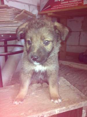 Ofer spre adoptie 5 catelusi pui de metis