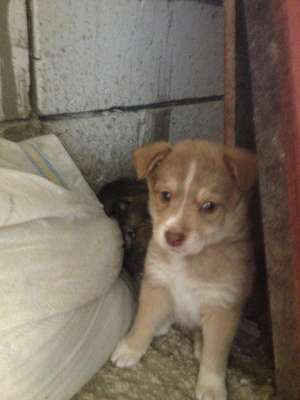 Ofer spre adoptie 5 catelusi pui de metis
