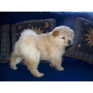 Donez Pui Chow Chow 2, 5 Luni (snow)