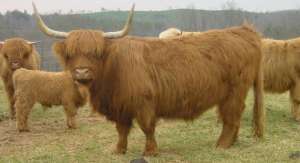 Oferata pentru a va construi propria fermă,  sau cresterea  vacilor de carne Highland Scotian: