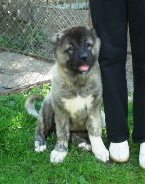femela ciobanesc caucazian 3 luni cu pedigree