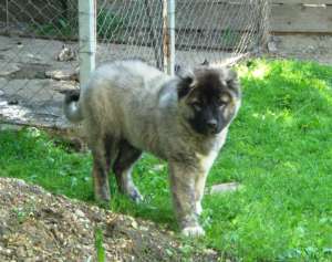 femela ciobanesc caucazian 3 luni cu pedigree